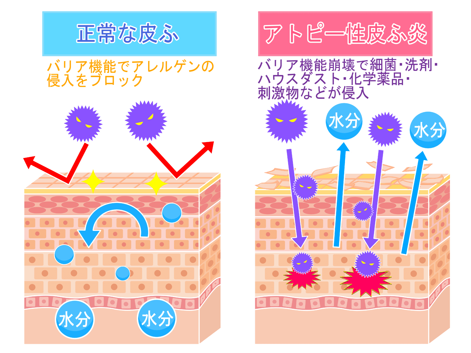 皮膚のバリア機能
